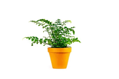 Obrázok produktu pre Gardners Asplenium parvati, priemer 12 cm