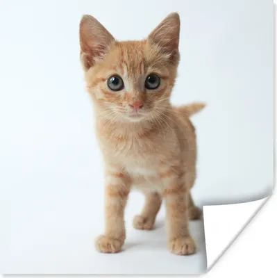 Produktbild von MuchoWow® Poster Katze - Rot - Kätzchen - Mädchen - Kinder - Jungen - Kind 50x50 cm - Wohnzimmerdekoration