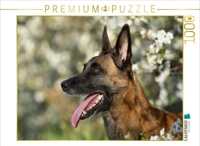 Produktbild von CALVENDO Puzzle Malinoishündin | 1000 Teile Lege-Größe 64x48cm Foto-Puzzle für glückliche Stunden
