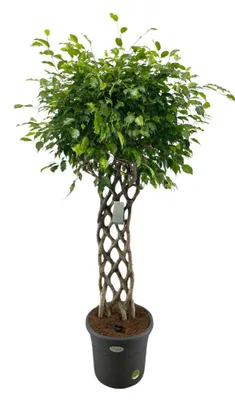 Produktbild von Ficus benjamina geflochten – ca. 180cm – Ø40cm – Große Birkenfeige Zimmerpflanze mit geflochtenem Stamm für Wohnzimmer, Büro & Eingangsbereich