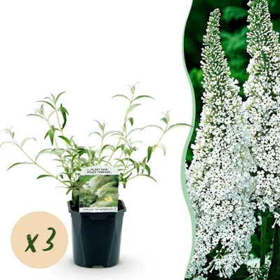 Produktbild von Buddleja davidii White Profusion - Schmetterlingsflieder - Winterhart - Weiß - 3 Pflanzen - 35-45cm - Ø17cm - Gartenpflanze