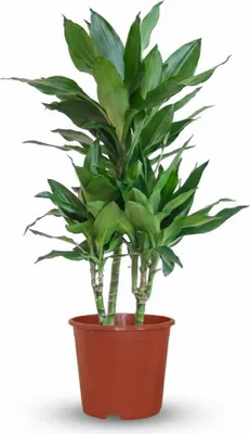 Produktbild von Green boutiQ - Zimmerpflanze - Drachenbaum Janet Craig - Dracaena Janet Craig - Grün - Pflegeleicht - 1 Pflanze - Topf 21cm - Höhe 90 - 100cm