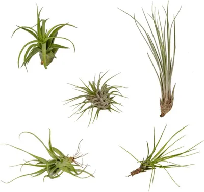 Obrázok produktu pre Tillandsia Air Mix 5 vzdušných rastlín, Ø 6 cm, nenáročné na starostlivosť, zmes tillandsií, bez