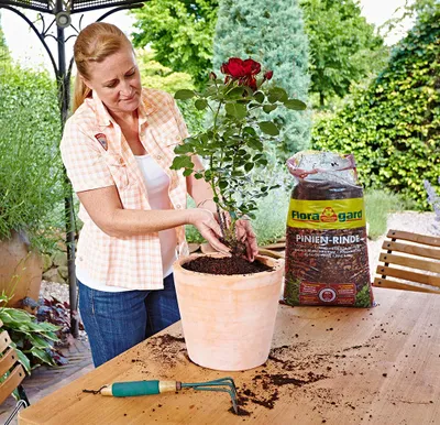 Produktbild von Floragard Pinienrinde extra fein 2-8 mm 20 Liter