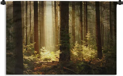 Produktbild von MuchoWow® Wandteppich Wandbehang Wald - Bäume - Sonne 120x80 cm Tapisserie Dekoration Wandtuch - Wanddekorationen - Wandtücher