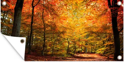 Produktbild von MuchoWow® 60x30 cm Outdoor-Poster Gartendeko Sichtschutz Garten Poster für den Garten  Ein Orangenbuchenwald