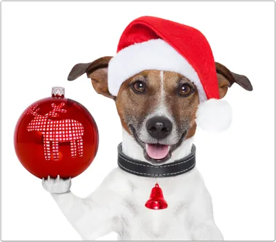 Produktbild von Spritzschutz Herdabdeckplatte Schneidebrett aus Glas Hund als Nikolaus 1-Teilig (60x52cm)