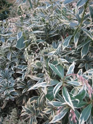 Produktbild von Pieris japonica Variegata - Weißbuntes Schattenglöckchen - 30-40cm
