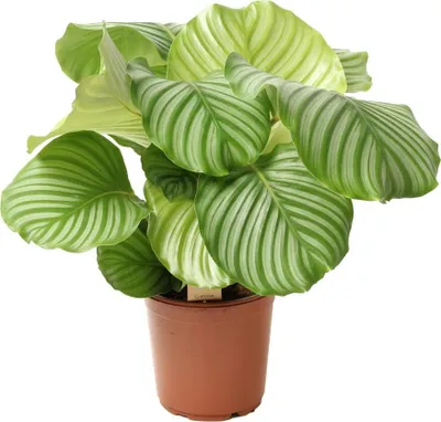 Produktbild von Calathea Orbifolia 30-40 cm - Korbmarante Zimmerpflanze für Wohnzimmer & Büro - Pflegeleicht & Dekorativ