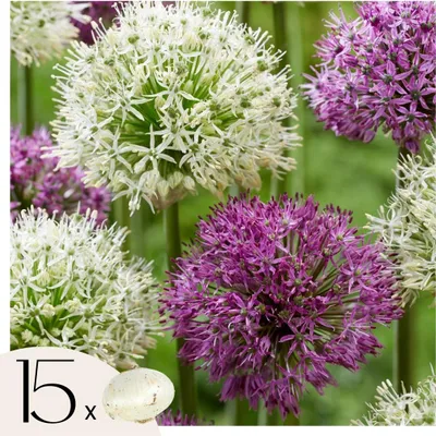 Image de Ail - Set de 15 - Allium 'Purple, 'White' - Bulbes à fleurs - Violet