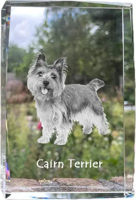 Produktbild von Cairn Terrier - Kristall mit einem Hundebild, Bild im Glas, moderne Ausstellung des Art-Dog-Bildes.