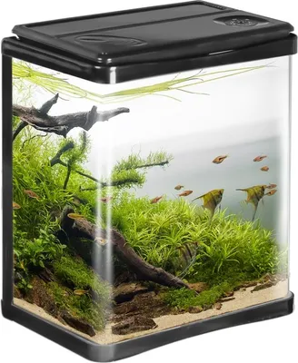 A small aquarium with plants and fish.