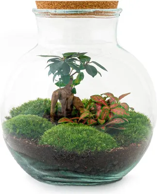 Obrázek produktu pro Sada pro vlastní výrobu zahrady v láhvi Teddy Bonsai – terárium Ø 25 cm x V 26,5 cm – terárium pro vlastní výrobu – soběstačný mini ekosystém