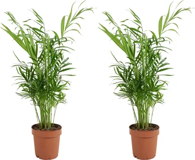 Produktbild von Bloomique - 2er Set - Chamaedorea Elegans - Bergpalme - Zimmerpflanzen - Pflegeleicht - Haustierfreundlich - Höhe 30-40 cm - Topf 12 cm