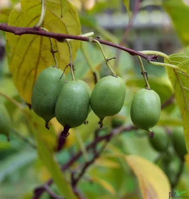 Produktbild von Kiwipflanze selbstfruchtend Issai Mini Kiwi winterhart glattschalig 60-100 cm