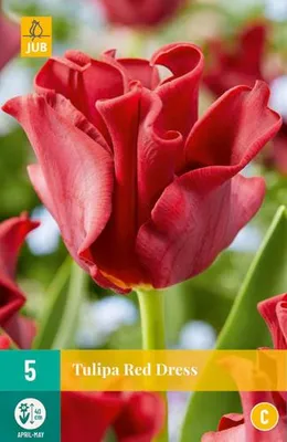 Artikelbild 2 von 'Tulpe Red Dress (5 Stück)' aus der Kategorie Tulpenzwiebeln
