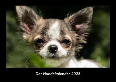 Produktbild von Der Hundekalender 2025 Fotokalender DIN A3