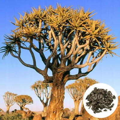 Zdjęcie produktu dla Nasiona Aloe Dichotoma - zestaw 10 sztuk - Odporny na suszę - Drzewo kołczanowe (Aloes kołczanowy)