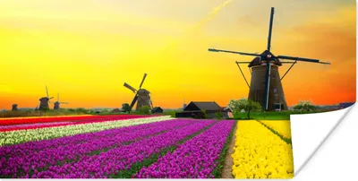 Produktbild von MuchoWow® Poster Windmühle - Tulpen - Blumen - Frühling 120x60 cm - Bild