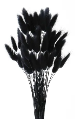 120 getrocknete Hasenschwänze, 45 cm, Schwarz – Blumendeko