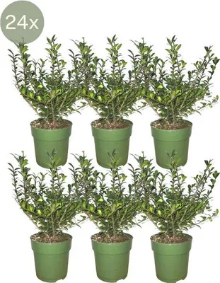 Obrázek produktu pro Zimostrázový živý plot Ilex crenata ‘Jenny’ – 6 rostlin, průměr 12 cm, výška 20 cm; mrazuvzdorné stálezelené rostliny do živých plotů