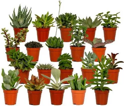 Obrázek produktu pro Směs sukulentů – 20 rostlin – Ø 5,5 cm – výška 7 cm – nenáročné mini pokojové rostliny – mini rostliny do bytu a kanceláře