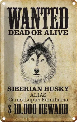 Produktbild von vianmo Blechschild 18x12 cm Hund wanted Siberian Husky Tier Haustier