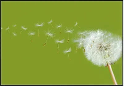 Produktbild von Wallario Wandbild Pusteblume auf der Wiese mit fliegenden Samen, Größe: 70,30 x 100,30 cm, Poster mit schwarzem Aluminiumrahmen