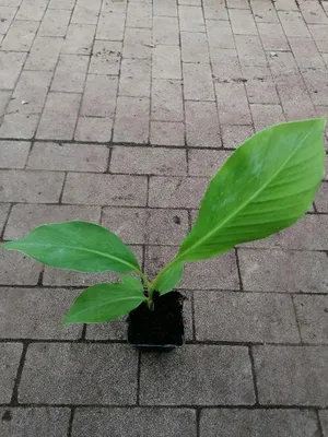 Produktbild von Musa Dajiao 30-60 cm - Daijio Banane - Kochbanane - Musa 'Da Jiao'