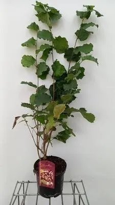 Productafbeelding van Corylus hybr. 'Lombardii' - Bloedhasel | 60-80 cm in pot