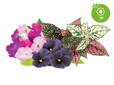 Obrázek produktu pro Click & Grow Click & Grow Plant Pod Vibrant Flower 9pcs