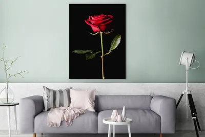 Produktbild von MuchoWow® - Leinwandbilder - Eine rote Rose auf schwarzem Hintergrund, Wandbild, Wanddeko Bilder Wohnzimmer, 90x120 cm