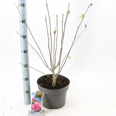 Produktbild von Hibiscus syriacus Magenta Chiffon ('Rwoods5'PBR)  - Garteneibisch | 60-70 cm im Topf