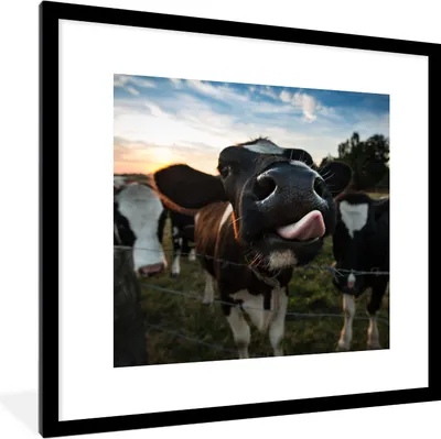 Produktbild von MuchoWow® Gerahmtes Poster Kuh - Tiere - Natur - Ausgezeichnete Zunge 40x40 cm - Poster mit Schwarzem Bilderrahmen Wandposter Rahmen Foto Bilder - Poster - Plakat im Rahmen
