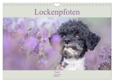 Produktbild von Lockenpfoten 2027 (Wandkalender 2027 DIN A4 quer), CALVENDO Monatskalender