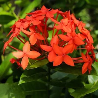 Zdjęcie produktu dla Ixora coccinea (kwiat pawia)  – 3 nasiona