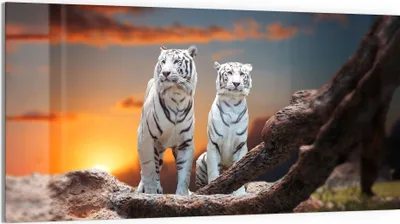 Produktbild von DEQORI Glasbild Echtglas 100x50 cm 'Weiße Tiger im Abendlicht' Wandbild Bild modern Deko