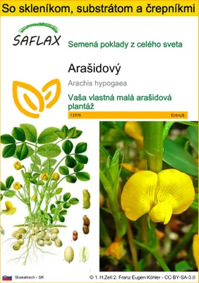 Obrázok produktu pre SAFLAX Kultivačný set - Arašidový - Arachis hypogaea - 8 Semená - S mini skleníkom, pestovateľským substrátom a 2 črepníkmi