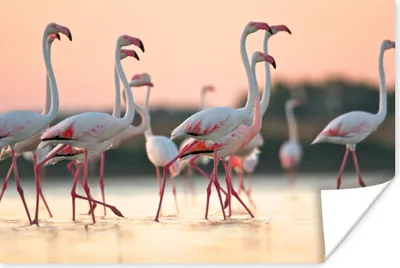 Produktbild von MuchoWow® Poster Gruppe von Flamingos bei Sonnenuntergang in Italien 180x120 cm - Fotoplakat