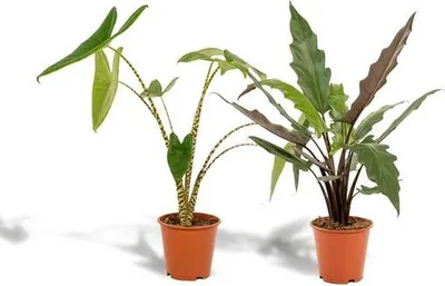 Immagine prodotto di Set di piante: Alocasia Zebrina Ø19 cm, 75 cm + Alocasia Lauterbachiana Ø19 cm, 75 cm