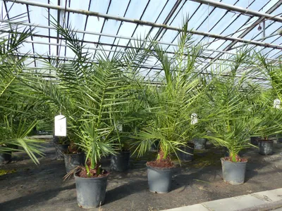 Produktbild von 2 Stück Palme 90-120 cm, Phoenix canariensis, kanarische Dattelpalme, kräftige Palmen, keine Jungpflanzen