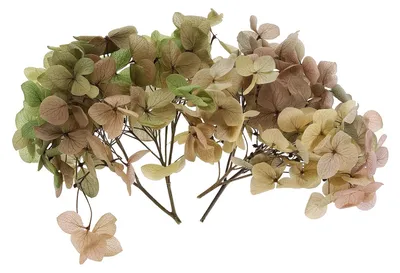 Getrocknete Hortensienblüte, 10 g, Farbverlauf hellgrün-rosa