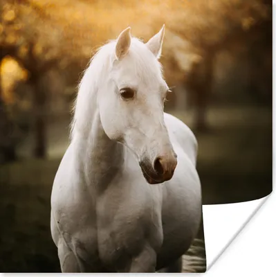 Produktbild von MuchoWow® Poster Pferd - Sonne - Herbst - Tiere - Natur 50x50 cm - Wohnzimmerdekoration