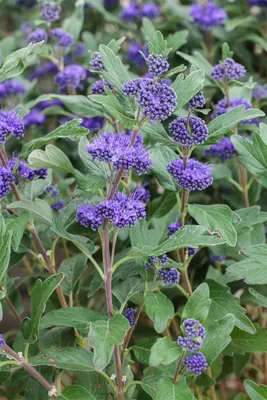 Produktbild von Caryopteris clandonensis 'Grand Bleu', Bartblume, blau, 40–60 cm