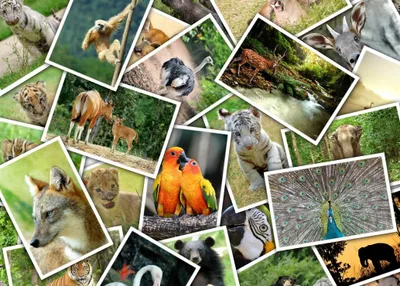 Produktbild von Grafika Puzzle Promenade au Zoo - 500 Teile Puzzlespiel