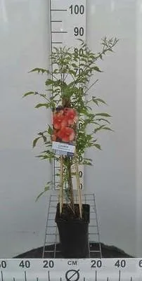 Immagine prodotto di Campsis tagl. 'Solo Rosso' - Fiore a tromba 50-60 cm | Vaso