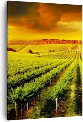 Produktbild von Bild auf Leinwand - Leinwandbild - Einteilig - Land Weingut Pflanzung - 50x70cm - Wand Bild - Wanddeko - Wandbilder - Leinwanddruck - Wanddekoration - Leinwand bilder - Wandbild - PA50x70-2694