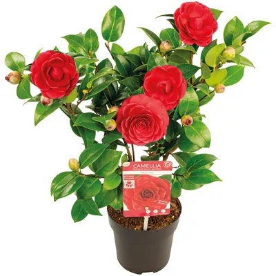 Produktbild von Camellia Japonica Black Lace, Kamelie, Strauch, 30-35 cm, Topf 15 cm