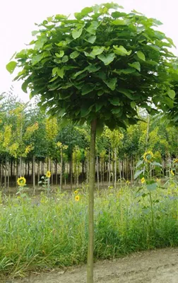Produktbild von Catalpa bignoides Nana, Kugelbaum Hochstamm, Trompetenbaum, Höhe 250cm