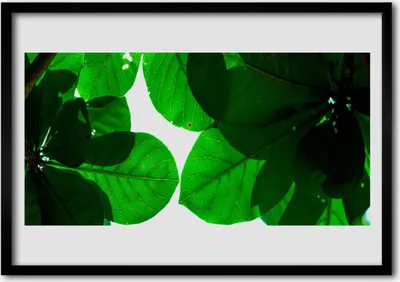Produktbild von Bild 100x70 MDF-Rahmen Wandkunst Blätter auf Wand